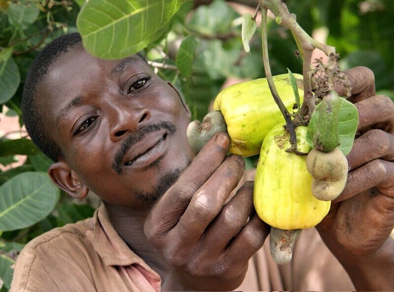 Importing Raw Cashews from Guinea to Vietnam